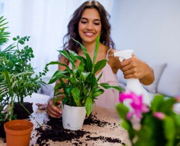plantes d'intérieur